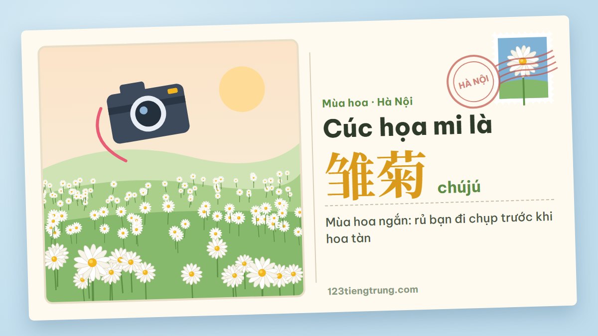 Cúc họa mi tiếng Trung là gì? Rủ bạn đi chụp mùa hoa ngắn