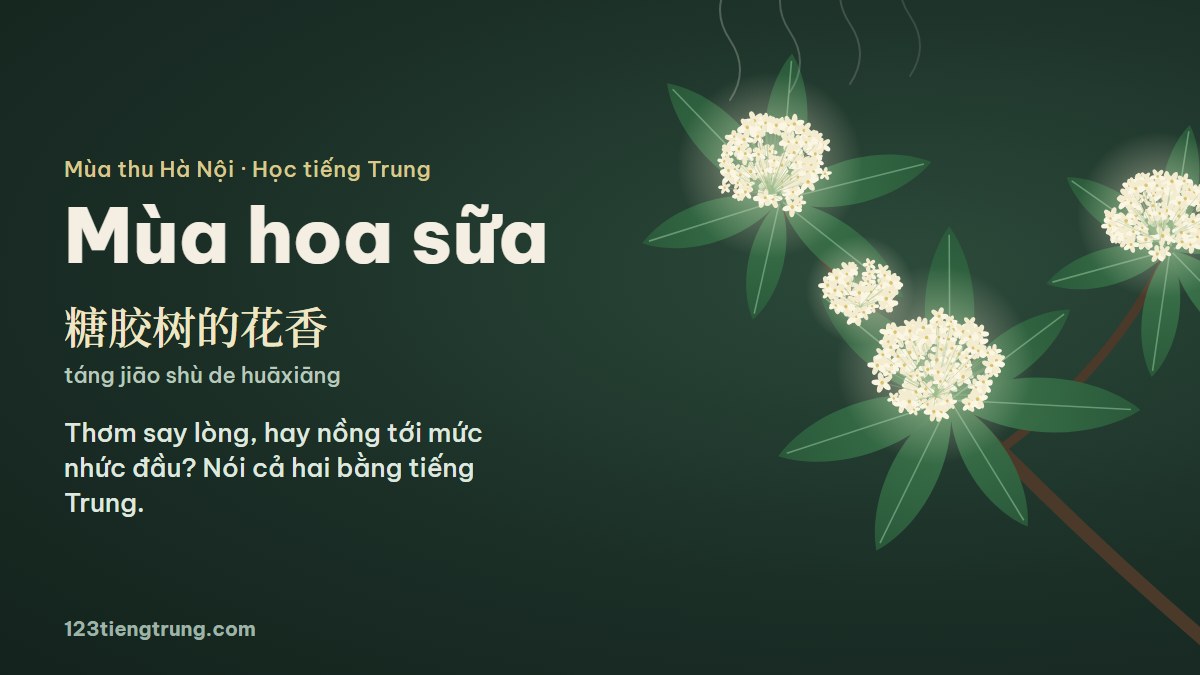 Hoa sữa tiếng Trung là gì: thơm hay nồng quá, nói sao?