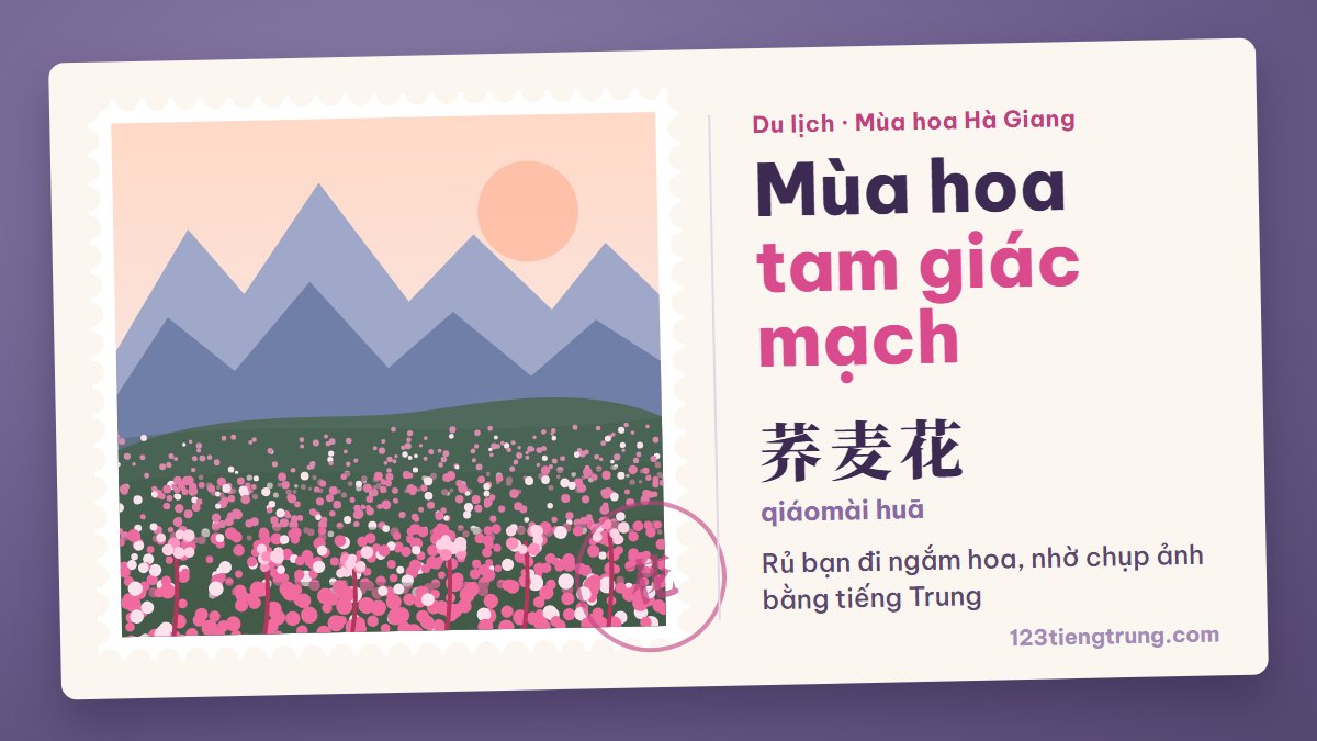 Hoa tam giác mạch tiếng Trung là gì? Nói chuyện mùa hoa Hà Giang